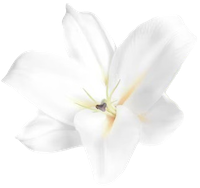 lily flower